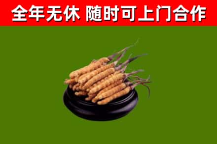 巴南区回收冬虫夏草