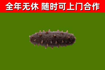 巴南区回收海参干